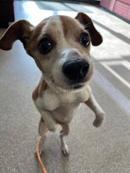 Chancey -  Jack Russell Terrier and Chihuahua Dog for Adoption in Troy, Ohio - Chancey | PetCurious