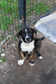 Mixed Breed Dogs Available for Adoption in Bonifay, Florida - Miles (Coming Soon) | PetCurious