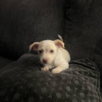 Chihuahua and Pekingese Dogs Available for Adoption - Dino | PetCurious