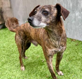 Chihuahua Dogs Available for Adoption in Oakland, California - Picasso | PetCurious