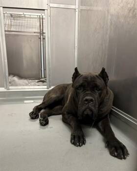 Cane Corso Dogs Available for Adoption in Ontario, California - SASHA | PetCurious