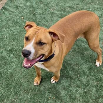 Frank Sinatra -  American Staffordshire Terrier and Mixed Breed Dog for Adoption in Houston, Texas - Frank Sinatra | PetCurious