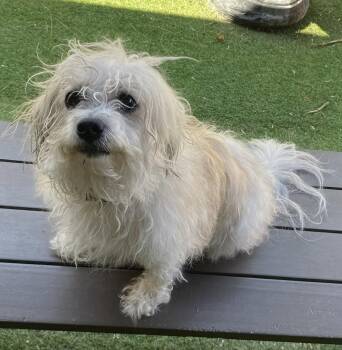 Shih Tzu and Poodle Dogs Available for Adoption in Oakland Park, Florida - Layla | PetCurious