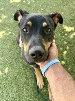 Flipp -  Mixed Breed Dog for Adoption in Wichita, Kansas - Flipp | PetCurious