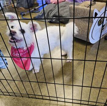 Rescue Maltese and Norfolk Terrier Dogs for Adoption in Manhattan Beach, California - Sweet Summer! | PetCurious