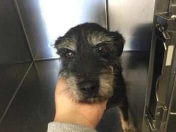 Rescue Terrier Dogs for Adoption in Riverside, California - WALLY | PetCurious