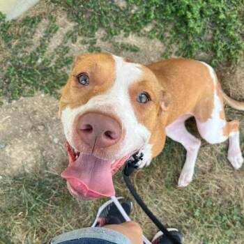 Iridessa -  Hound Dog for Adoption in Batavia, Ohio - Iridessa | PetCurious