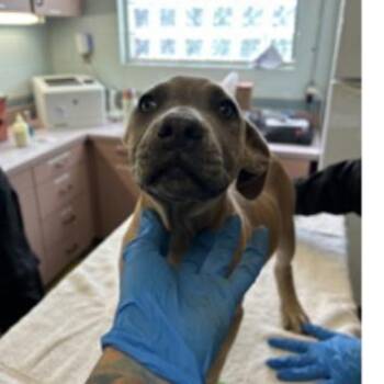 Beth -  American Bulldog and Mixed Breed Dog for Adoption in Tampa, Florida - Beth | PetCurious