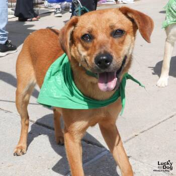 Terrier and Labrador Retriever Dogs Available for Adoption - Zest | PetCurious