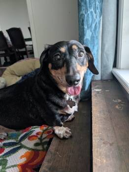 Tali - CO -  Dachshund and Basset Hound Dog for Adoption in Bryan, Texas - Tali - CO | PetCurious