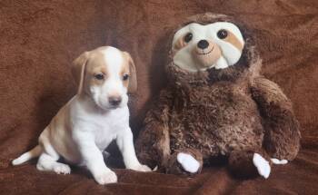 Fonzie -  Beagle Dog for Adoption in Winchester, Tennessee - Fonzie | PetCurious