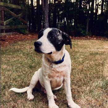 Kabu -  Pit Bull Terrier Dog for Adoption in Wake Forest, North Carolina - Kabu | PetCurious