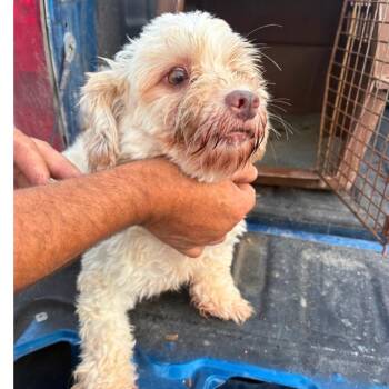 Marlowe -  Havanese Dog for Adoption in Normal, Illinois - Marlowe | PetCurious