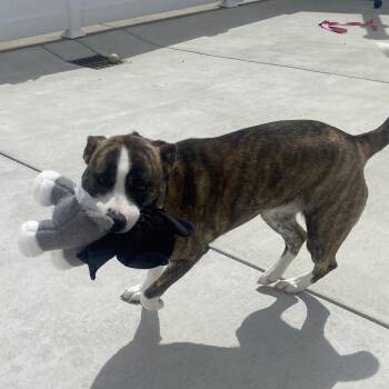 Mixed Breed Dogs Available for Adoption in Harrisonburg, Virginia - Barbie | PetCurious