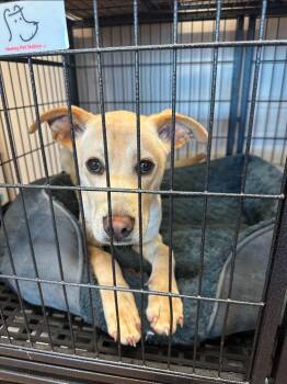 Labrador Retriever and Mixed Breed Dogs Available for Adoption - Hondo | PetCurious