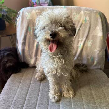 Poodle Dogs Available for Adoption in Goleta, California - Sprout | PetCurious