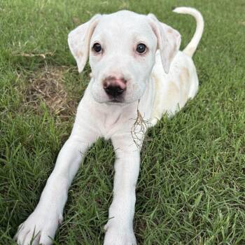 Milo -  Shepherd and Mixed Breed Dog for Adoption in Fayetteville, Arkansas - Milo | PetCurious