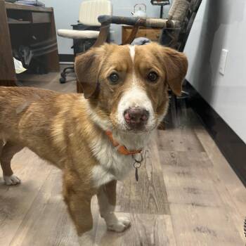 Cardigan Welsh Corgi and Yellow Labrador Retriever Dogs Available for Adoption in Durango, Colorado - Dan | PetCurious