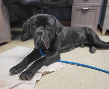 Cane Corso Dogs Available for Adoption - Atlas | PetCurious