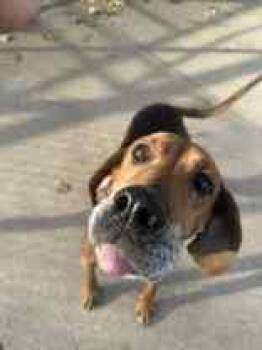 Rescue Hound Dogs for Adoption in Manitowoc, Wisconsin - Sara | PetCurious