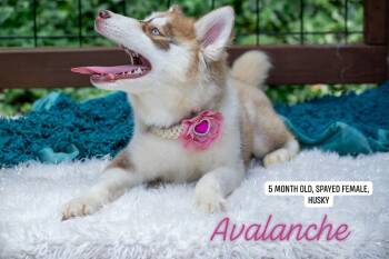 Avalanche -  Husky Dog for Adoption in Sevierville, Tennessee - Avalanche | PetCurious