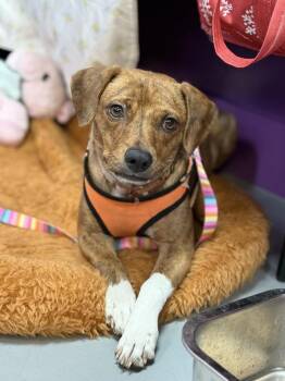 Rescue Labrador Retriever Dogs for Adoption in Tucson, Arizona - Bean | PetCurious