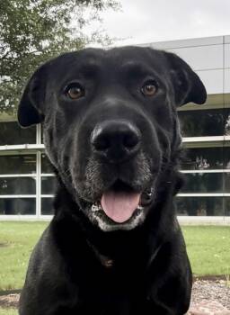 Rescue Mixed Breed Dogs for Adoption in Fort Worth, Texas - Colton | PetCurious