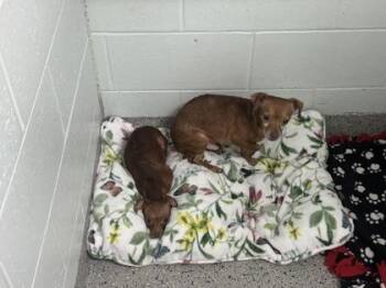 Bart -  Chihuahua and Mixed Breed Dog for Adoption in Columbus, Indiana - Bart | PetCurious