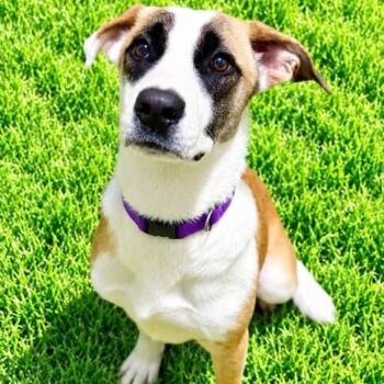 Dory -  Shepherd Dog for Adoption in Battle Creek, Michigan - Dory | PetCurious
