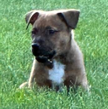 Big Red -  Shepherd and Labrador Retriever Dog Available for Adoption in Columbia, Illinois - Big Red | PetCurious