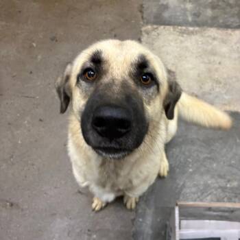 Droolius -  Anatolian Shepherd Dog for Adoption in Corbin, Kentucky - Droolius | PetCurious