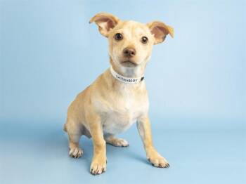 Chihuahua Dogs Available for Adoption in Phoenix, Arizona - NOUGAT | PetCurious