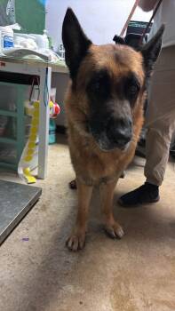 German Shepherd Dog Dogs Available for Adoption in New Braunfels, Texas - Boss | PetCurious