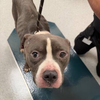 Sammie -  Pit Bull Terrier and Mixed Breed Dog for Adoption in Batavia, Ohio - Sammie | PetCurious