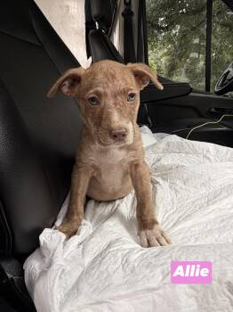 A litter Allie -  Labrador Retriever Dog for Adoption in Semmes, Alabama - A Litter Allie | PetCurious