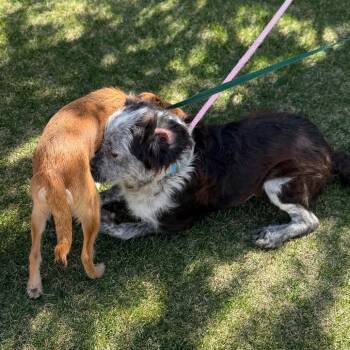 Terrier Dogs Available for Adoption in Idaho Falls, Idaho - Dottie | PetCurious
