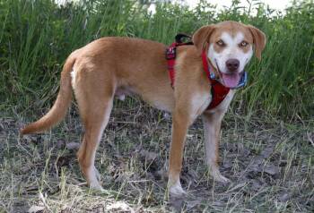 Mountain Litter - Rainier -  Great Pyrenees and Labrador Retriever Dog for Adoption in Savage, Minnesota - Mountain Litter - Rainier | PetCurious