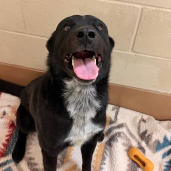 Dozer -  Border Collie Dog for Adoption in Reno, Nevada - Dozer | PetCurious