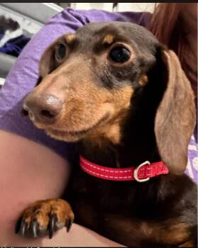 Dachshund Dogs Available for Adoption in Sioux Falls, South Dakota - Lucy | PetCurious
