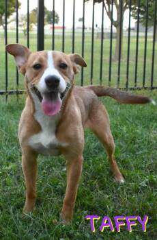 Rescue Basenji Dogs for Adoption in Valparaiso, Indiana - Taffy | PetCurious
