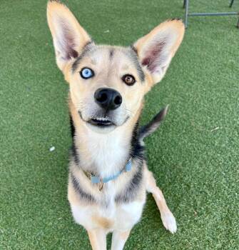 Cooper -  Husky and Mixed Breed Dog for Adoption in Columbia, Illinois - Cooper | PetCurious
