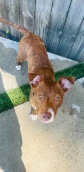 Chickpea -  Pit Bull Terrier Dog for Adoption in Princeton, Massachusetts - Chickpea | PetCurious