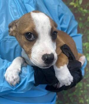 Terrier and Mixed Breed Dogs Available for Adoption in San Antonio, Texas - Alexandria | PetCurious