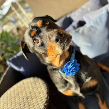 Sammi -  Rottweiler Dog for Adoption in Ramona, California - Sammi | PetCurious