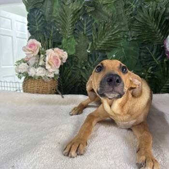 Rescue Mixed Breed Dogs for Adoption in Richmond, Virginia - DARCY | PetCurious