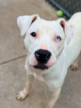 Piccola -  Pit Bull Terrier Dog for Adoption in Chicago, Illinois - Piccola | PetCurious