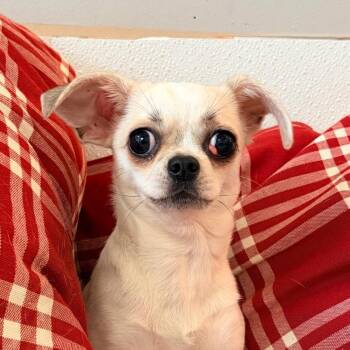 Chihuahua Dogs Available for Adoption in Belleville, Illinois - Regina | PetCurious