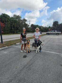 Siberian Husky Dogs Available for Adoption - Titan / Sol | PetCurious