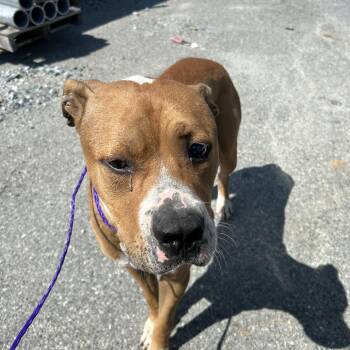 Franklin -  Mixed Breed Dog for Adoption in Greensboro, North Carolina - Franklin | PetCurious