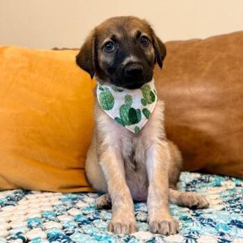 Teddy Bear Built for Snuggles -  German Shepherd Dog and Great Pyrenees Dog for Adoption in Friendswood, Texas - Teddy Bear Built For Snuggles | PetCurious
